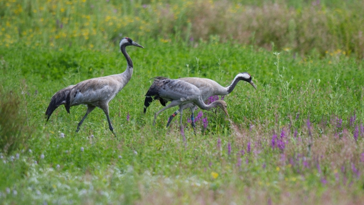 Slimbridge South Lake crane family, taken from Hogarth Hide early August. Credit WWT and Jonathan Bull .jpg